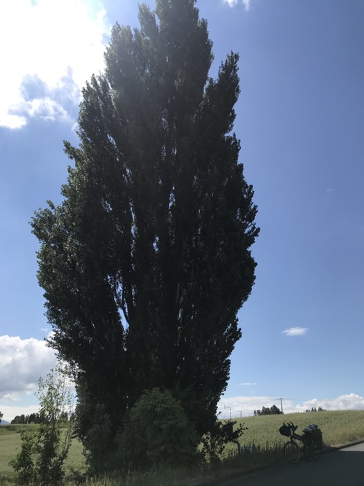 ケンとメリーの木2