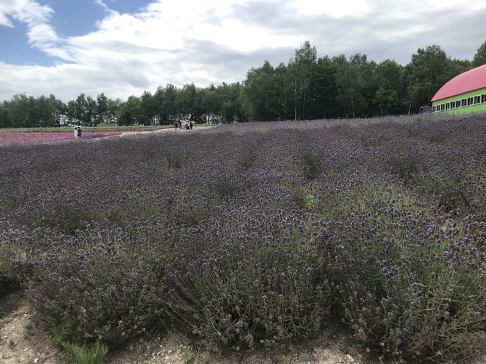 四季彩の丘　ラベンダー