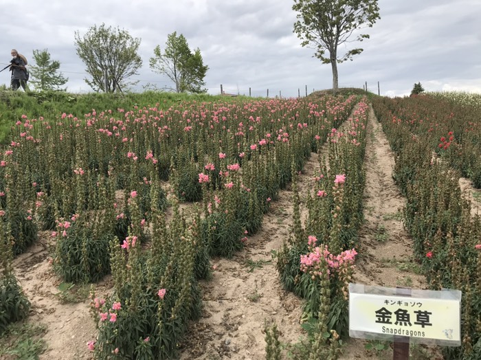 四季彩の丘　金魚草
