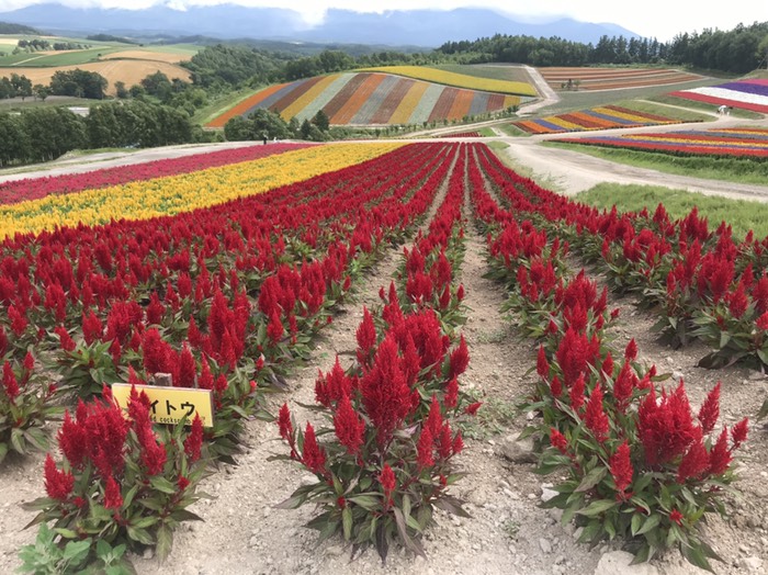 四季彩の丘　けいとう