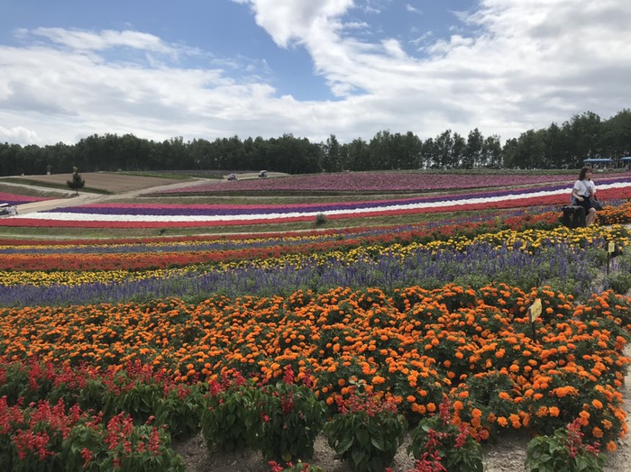 四季彩の丘　マリーゴールド　サルビア