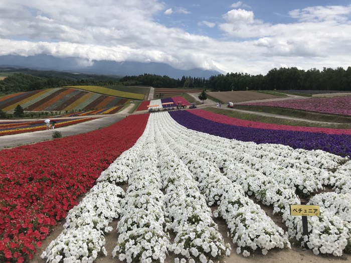 四季彩の丘　ペチュニア
