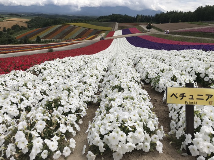 四季彩の丘　ペチュニア2