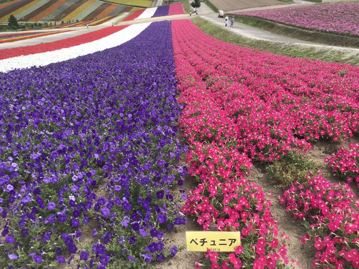 四季彩の丘　ペチュニア3