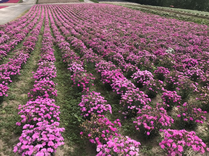 四季彩の丘　ナデシコ