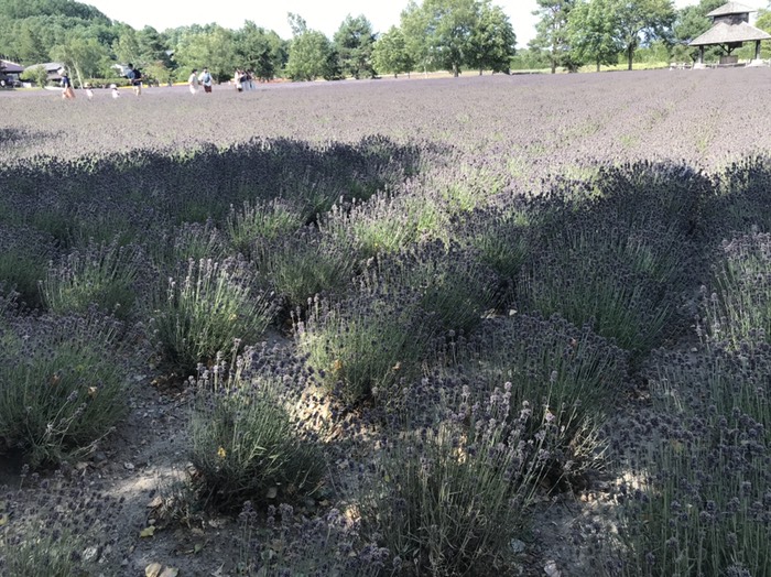 富田ファーム　ラベンダー