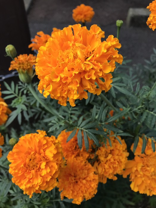 アフリカンマリーゴールド