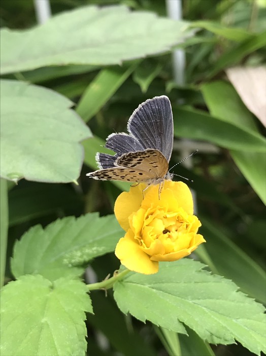 たぶんヤマトシジミ