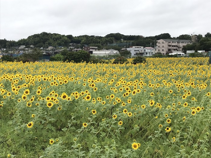 ひまわり畑