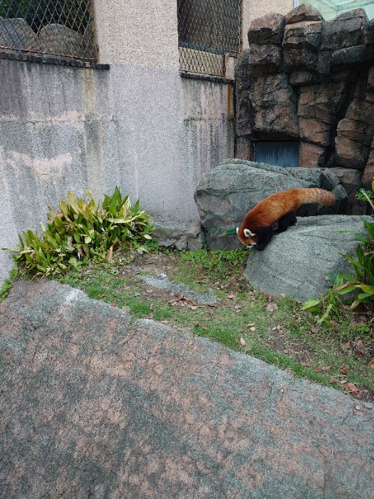 レッサーパンダ