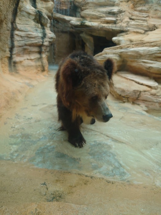 チベットヒグマ