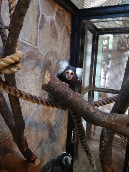 コモンマーモセット