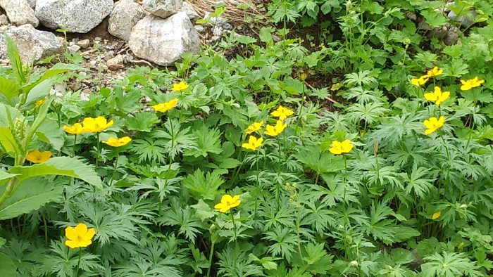 シナノキンバイ