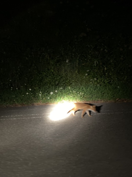 ナイトシアター