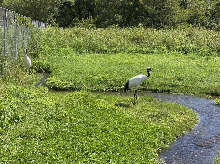 丹頂鶴自然公園②