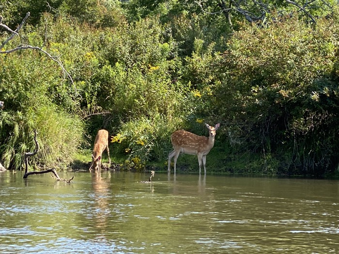 釧路川④