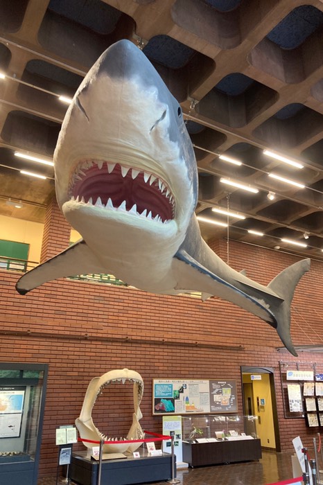 メガロドン！！