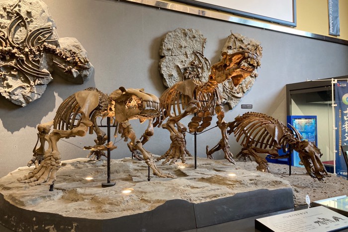 パレオパラドキシア