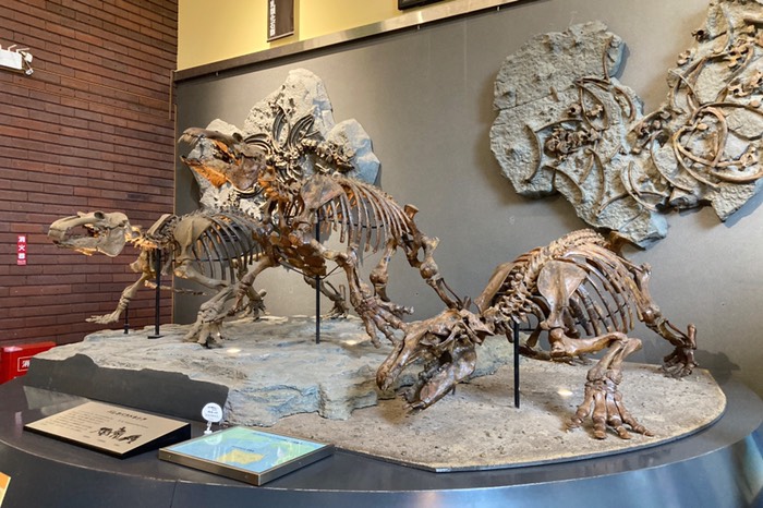 パレオパラドキシア別角度