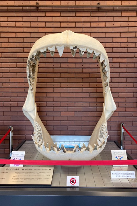 この大きさ！！