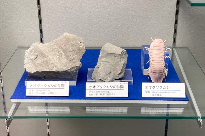 秩父にオオグソクムシも居たの！？