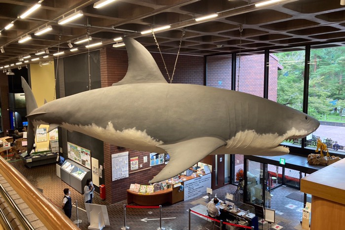 メガロドーン！！