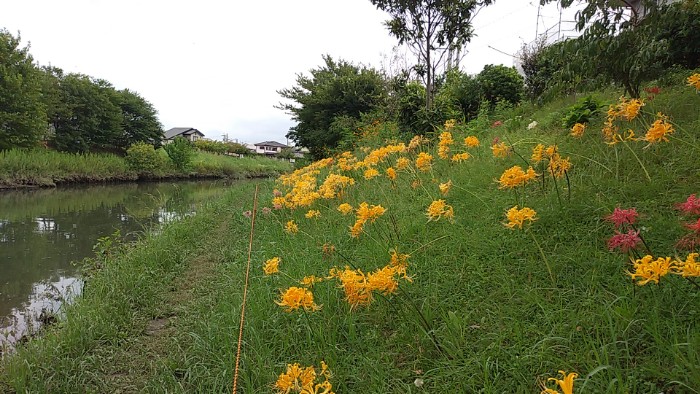 彼岸花 稗田川