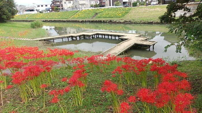 彼岸花 稗田川