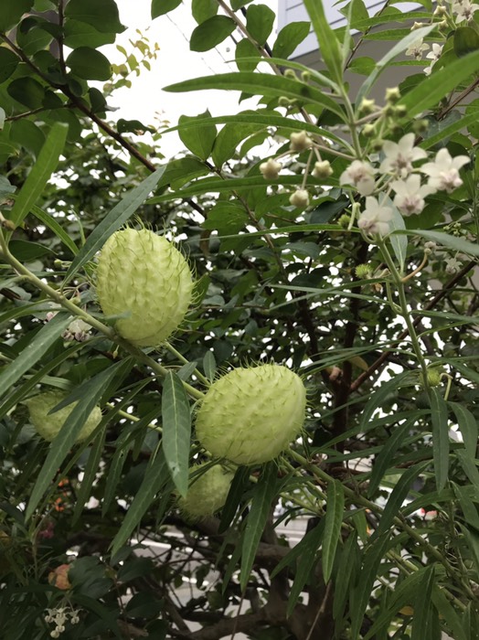 フウセントウワタ