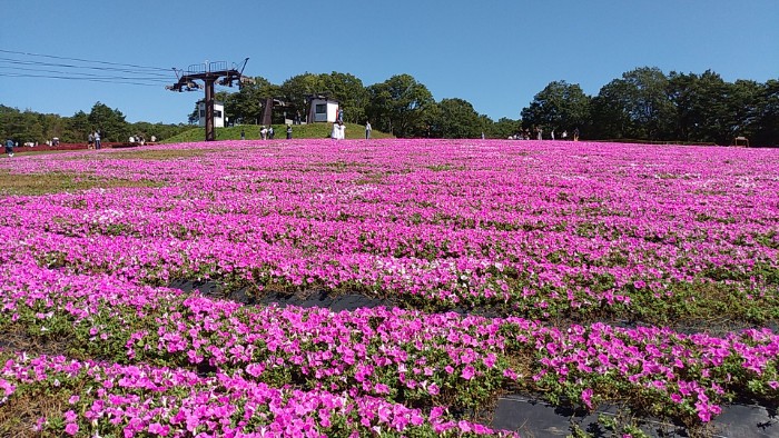 桃色吐息 (ペチュニア)