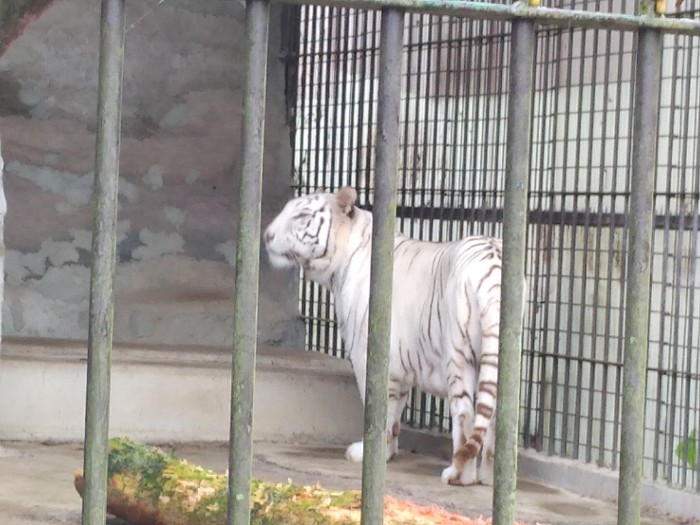 ホワイトタイガー