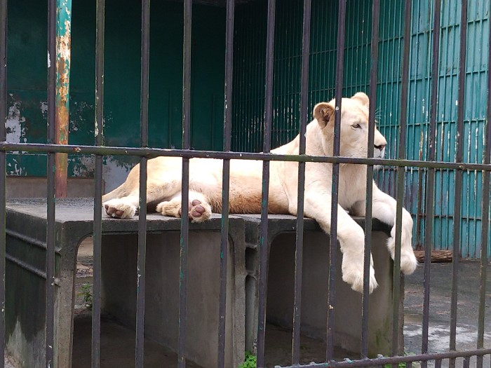 ホワイトライオン