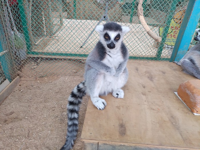 ワオキツネザル ふれあい広場