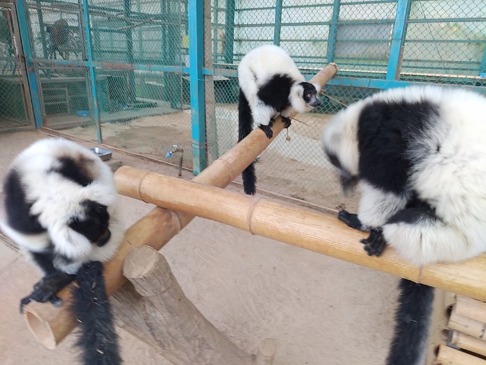 エリマキキツネザル ふれあい広場