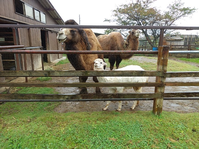 アルパカとラクダ
