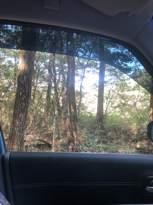 キャンプ場、桜並木のある