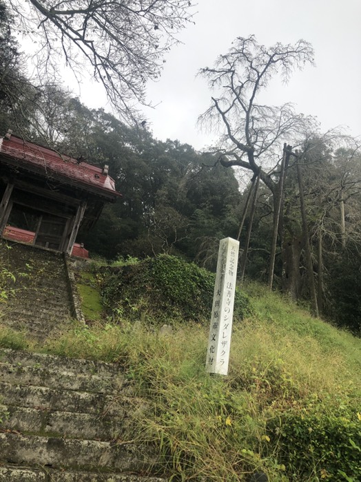 ほうぜわじの枝垂れ桜