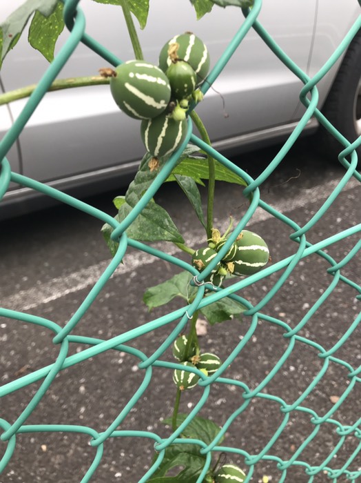 リュウキュウオモチャウリ