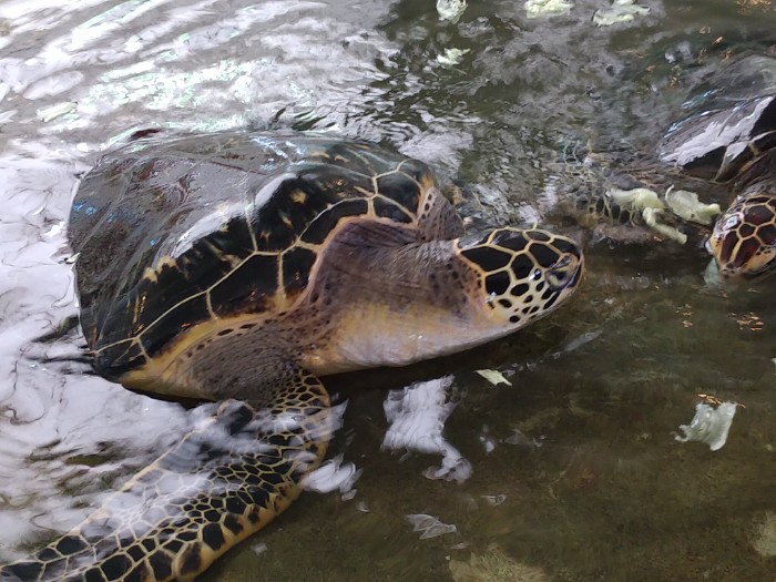 ウミガメの餌やり 奄美海洋展示館