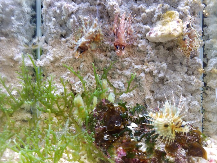 奄美海洋展示館