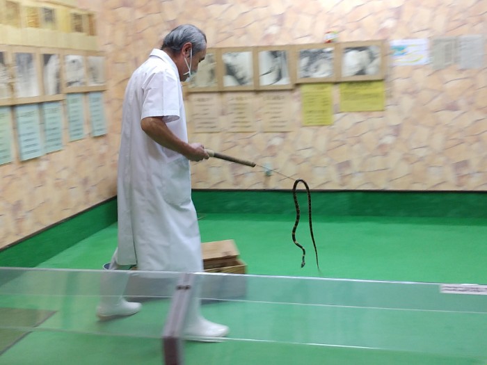 原ハブ屋 ショー