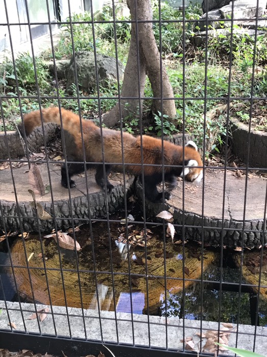 レッサーパンダ