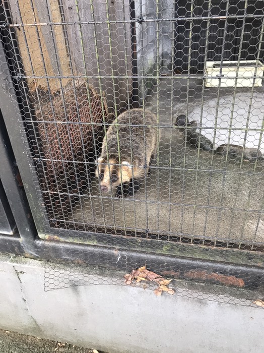 ニッポンアナグマ