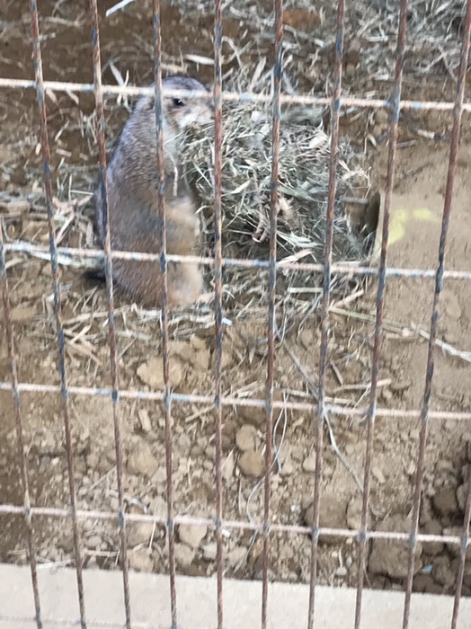 プレリードッグ