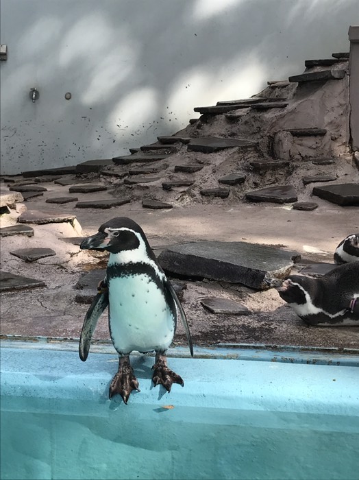 ペンギン
