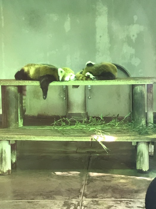 レッサーパンダ