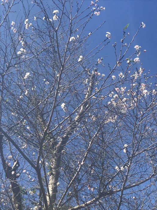 秋桜⁈
