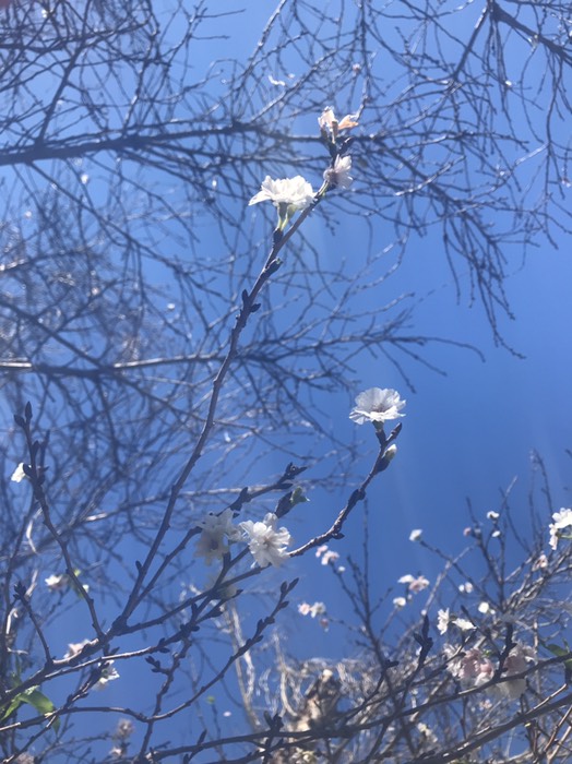 十月桜