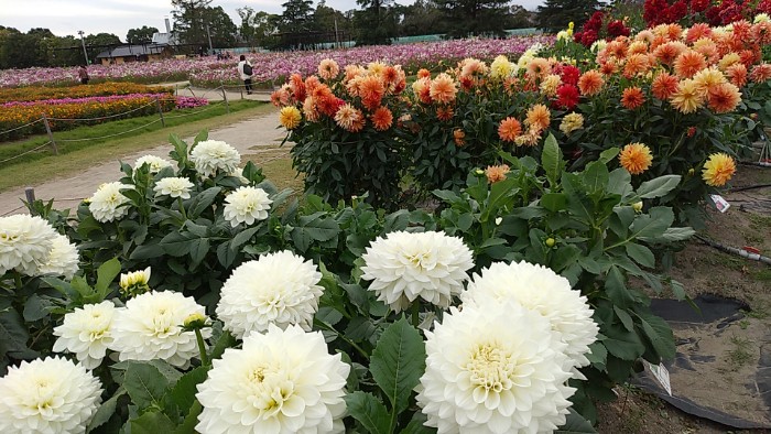 花ひろば ダリア