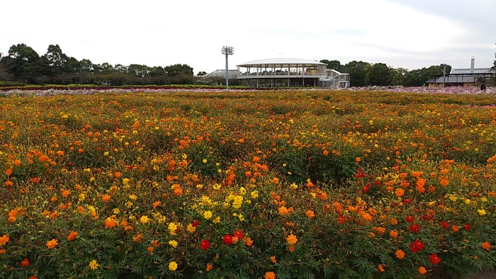 花ひろば キバナコスモス